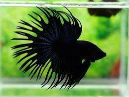 Betta Crowntail Male - Assorted