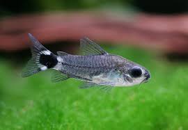 Corydora - Hastatus