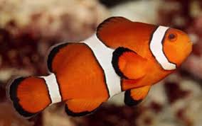 Clownfish - Ocellaris Orange Full-Band (Amphiprion ocellaris) *Captive Bred*