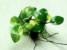 Anubias nana 'Pinto'