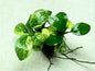 Anubias nana 'Pinto'
