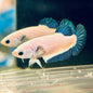 Betta Female Assorted