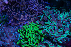 Walling Hammer Coral (Euphyllia ancora)