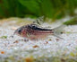 Corydora - Elegans WILD (Gastrodermus elegans)