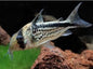 Corydora - Loxozonus WILD