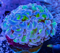 Hammer Coral - Walling (Euphyllia ancora)