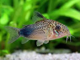 Corydora - Similis