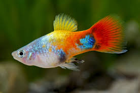 Platy Mickey Mouse -  various