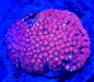 Flower Pot Corals (Goniopora, Alveopora, Bernardpora sp.)