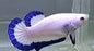 Betta PKHM Blue Rim Female