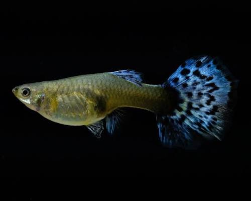 Guppy Female - various