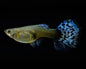 Guppy Female - various