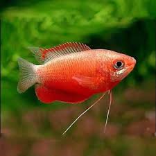 Gourami Dwarf Honey variants (Trichogaster chuna)