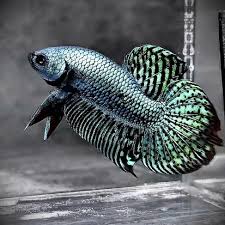 Betta Alien Male (Wild Type Hybrid)
