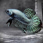 Betta Alien Male (Wild Type Hybrid)