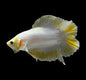 Betta PKHM Yellow Doubletail Male