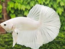 Betta Halfmoon Male - Assorted