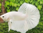 Betta Halfmoon Male - Assorted