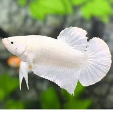 Betta PKHM Platinum White Male