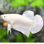 Betta PKHM Platinum White Male