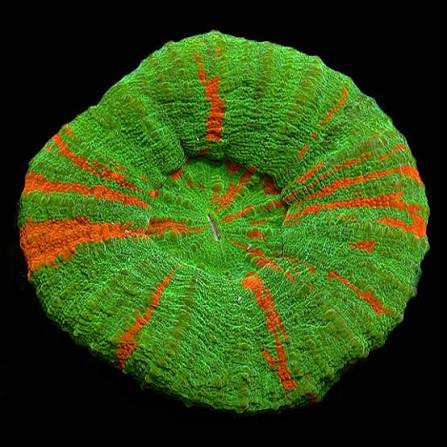 Doughnut Corals (Scolymia sp.)