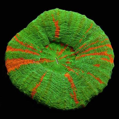 Doughnut Corals (Scolymia sp.)
