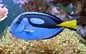 Tang Blue/Hippo (Paracanthurus hepatus)
