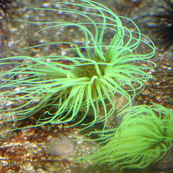 Anemone Tube