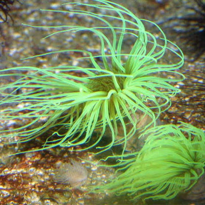 Anemone Tube