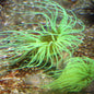 Anemone Tube