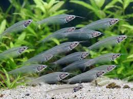Catfish - Glass/Phantom (Kryptopterus vitreolus)