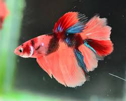 Betta Super Delta Male
