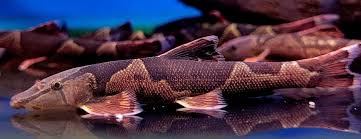 Lizard Fish/Saddleback Loach (Homaloptera orthogoniata) 4.5cm