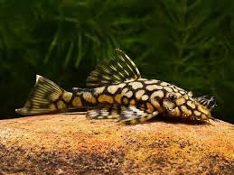 Pleco - Honeycomb Bristlenose L519