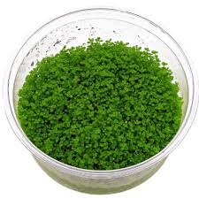 TC HC Cuba (Hemianthus callitrichoides)