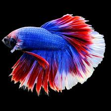 Betta Halfmoon Male - Assorted