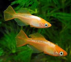 Medaka - Orange Tiger (Oryzias latipes)