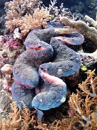 Giant Clam (Tridacna sp.)