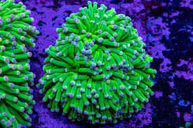 Torch Corals (Euphyllia glabrescens.)