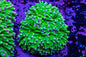 Torch Corals (Euphyllia glabrescens.)