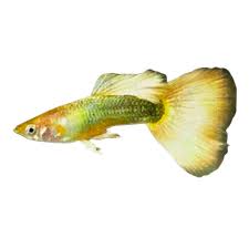 Guppy Gold 24k