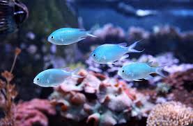 Chromis - Aussie Blue/Green (Chromis viridis)