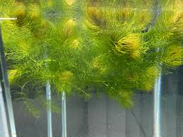 Foxtail (Ceratophyllum demersum)