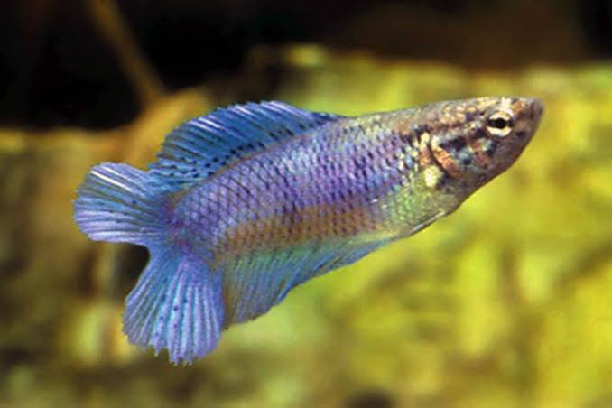 Betta Female Assorted