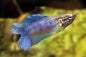 Betta Female Assorted