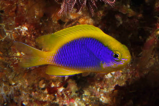 Damselfish - Yellow fin (Chrysiptera flavipinnis)