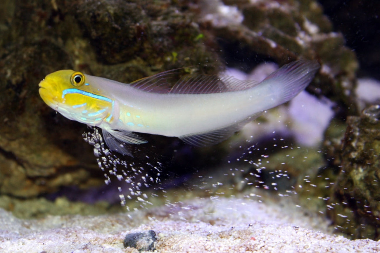 Goby Gold Head Sleeper – Aquarium Gallery