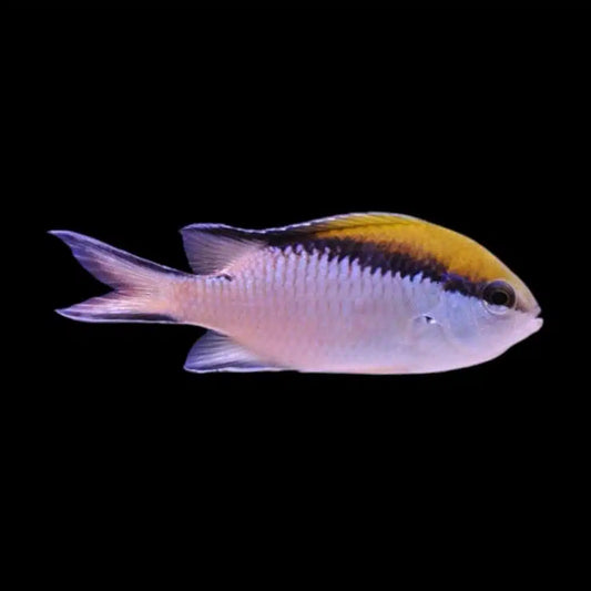 Chromis - Barrier Reef (Chromis nitida)