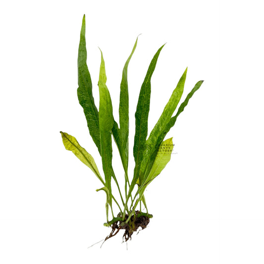 Java Fern - Microsorium pteropus 'Philipine'