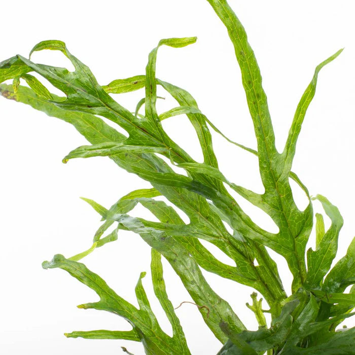 Java Fern - Microsorium pteropus 'Trident Mini' (Rare)